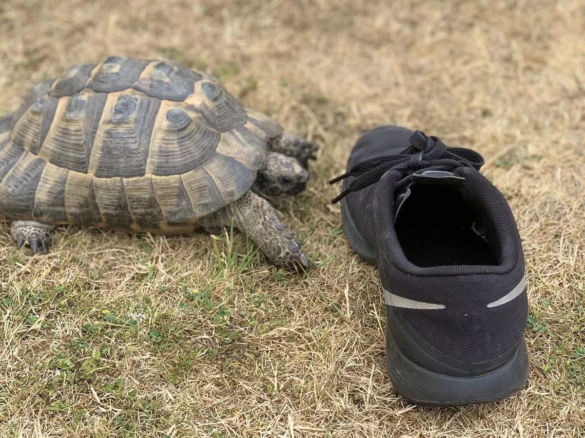 Turtles Attack Black Shoes