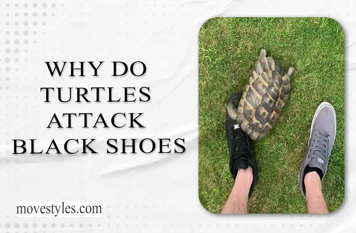 Why Do Turtles Attack Black Shoes? [Explained 2023]